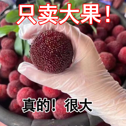 乒乓球大果仙居东魁杨梅现货秒发