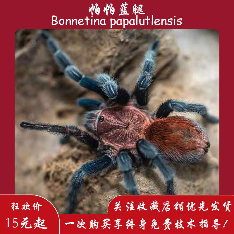【爬宠爬不尽】帕帕蓝腿捕鸟蛛宠物蜘蛛温顺好饲养新手入门
