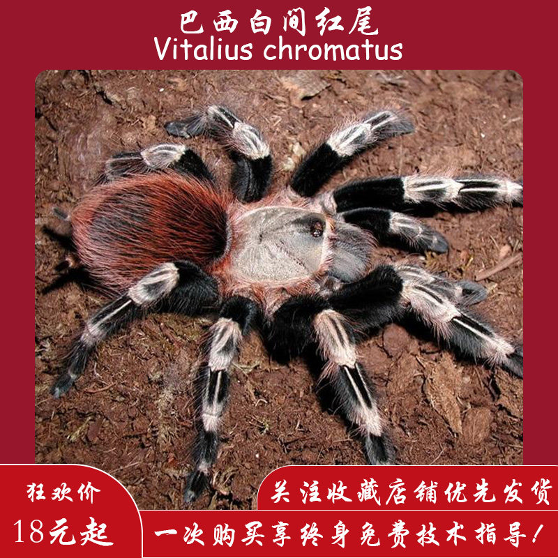 【爬宠爬不尽】巴西白间红尾捕鸟蛛宠物蜘蛛温顺好饲养新手入门