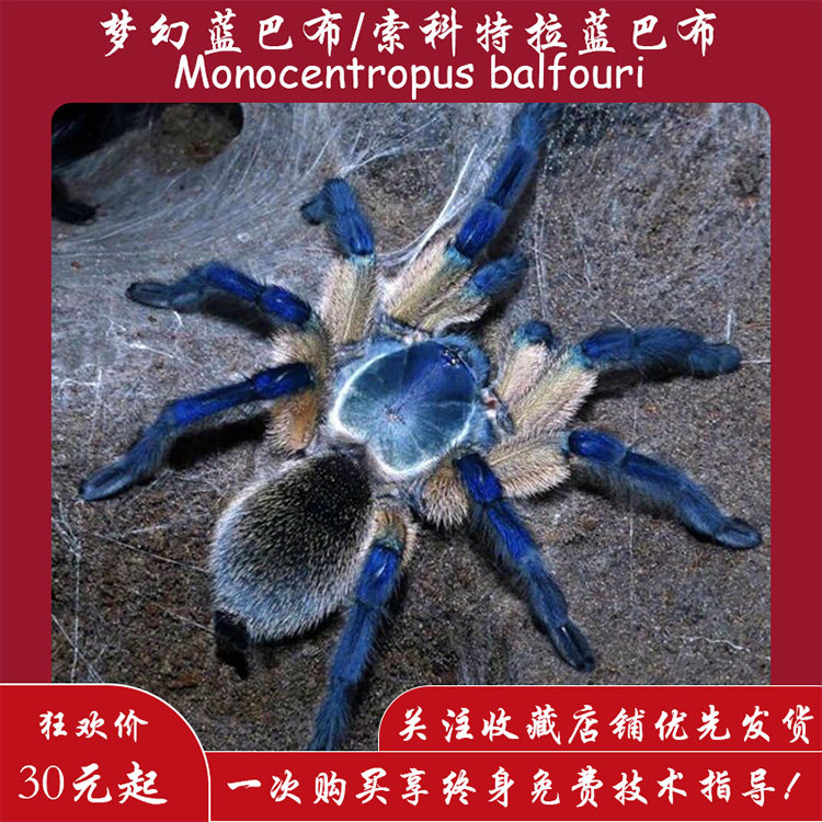 【爬宠爬不尽】梦幻蓝巴布/索科特拉蓝巴布群养品种捕鸟蛛