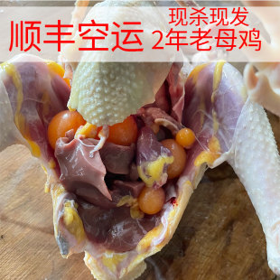 东北农村散养老母鸡新鲜草鸡小笨鸡月子鸡现杀溜达鸡柴鸡顺丰包邮