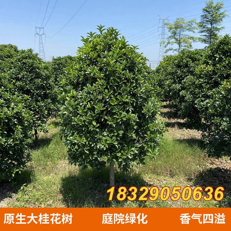 大桂花树苗庭院植物金桂丹桂浓香型花卉四季开花好工程绿化占地树