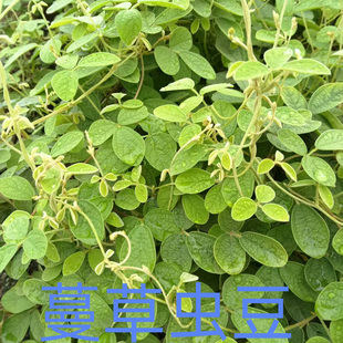 新鲜软枝地豆草 山地豆草 三叶金 假地豆 野地豆 蔓草虫豆包邮