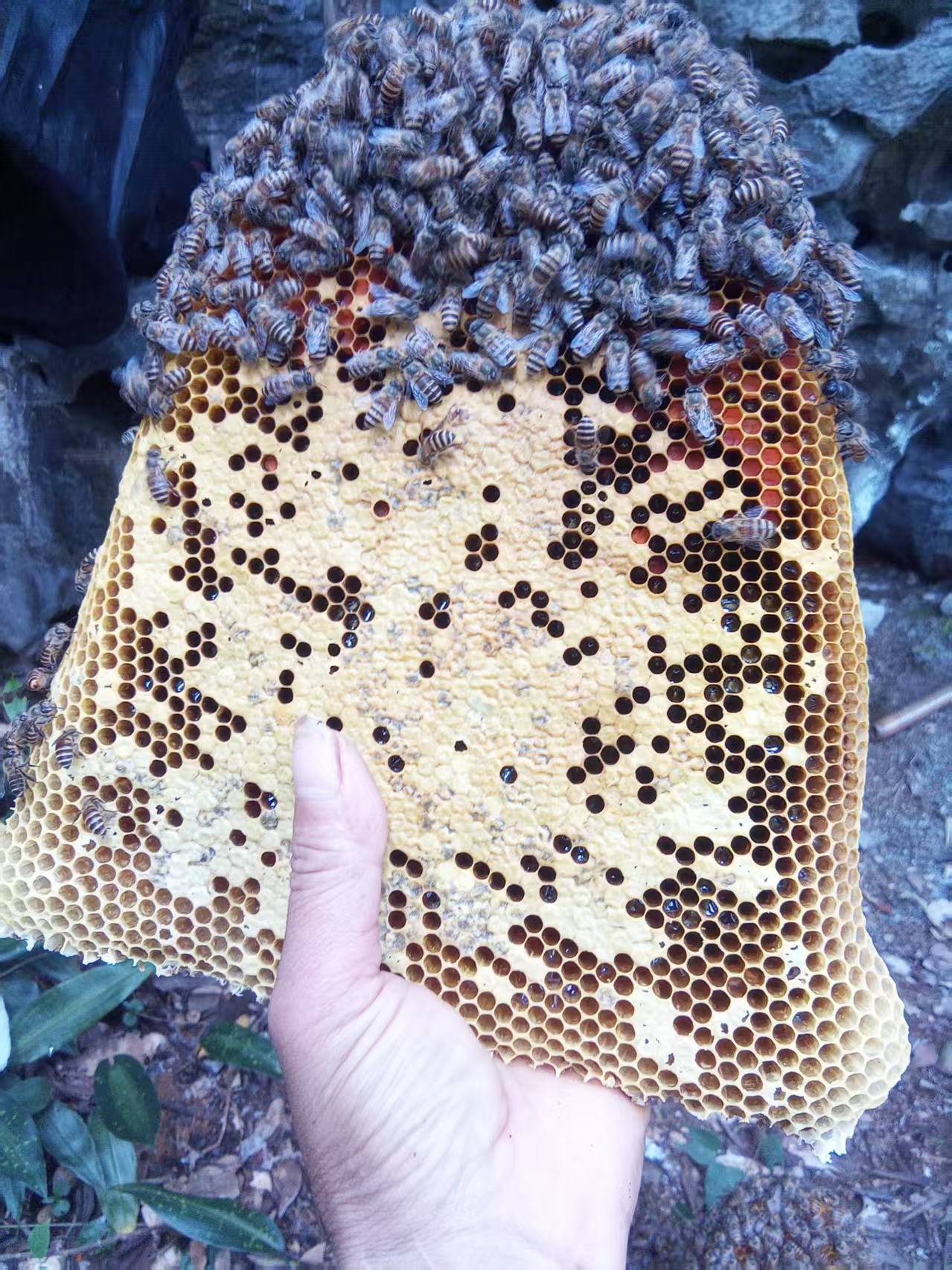 纯野生土蜂巢蜜嚼着吃可即食百花原生蜂巢蜂窝