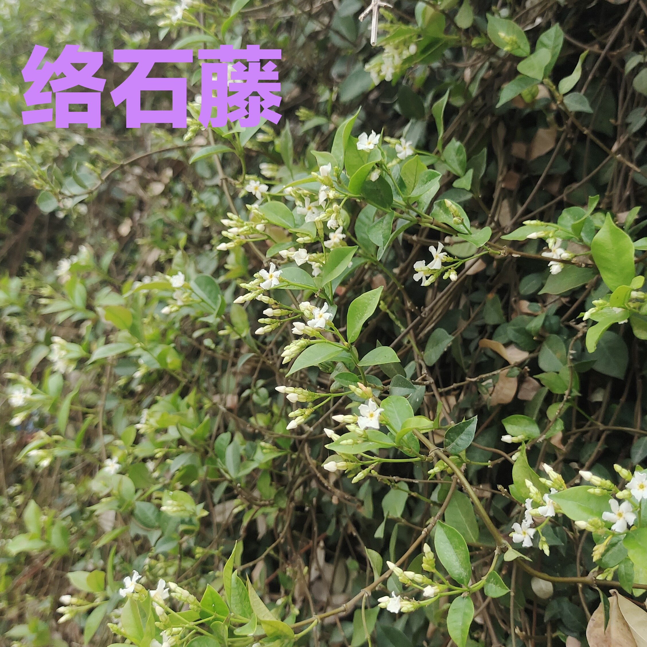 野生新鲜下单现采正品中药材络石藤石龙藤络石草现采鲜藤条枝叶