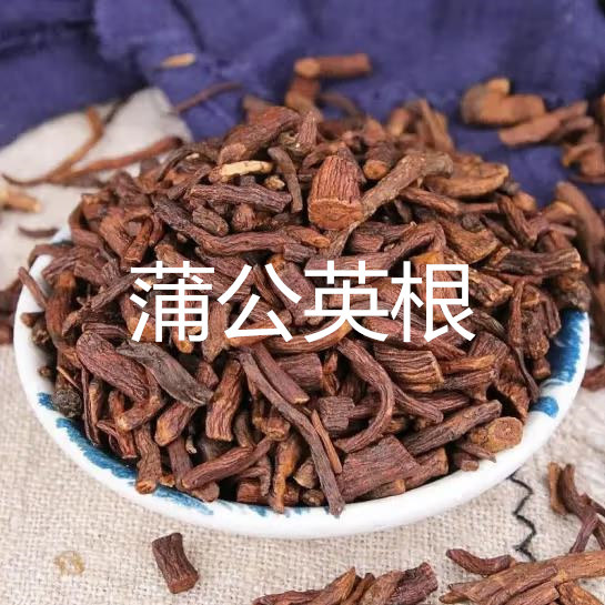 中药材蒲公英根正品500g炒蒲公英根干货炒熟蒲公英根茶非特级野生