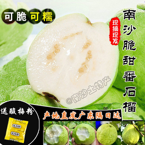 广州南沙现摘老树白心番石榴