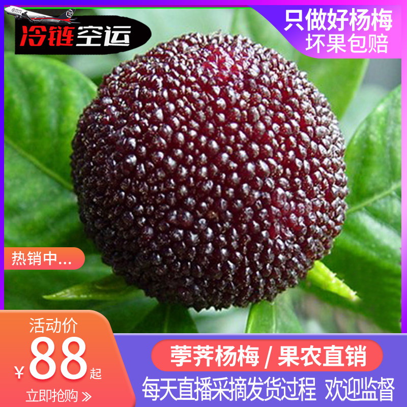 新鲜仙居荸荠杨梅好吃就是好吃