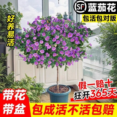 蓝茄花棒棒糖盆栽蓝花茄花期超长适合阳台上养的花卉室内绿植易活