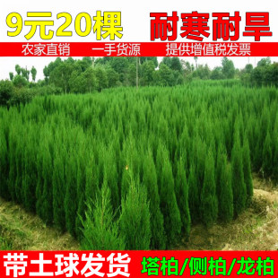柏树苗塔柏松柏侧柏苗圆柏松树宝塔松龙柏苗扁柏四季常青工程绿化