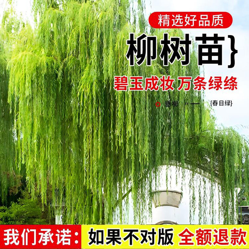 柳树树苗垂柳黄金柳青柳直柳工程绿化行道树风景大树耐寒种植乔木