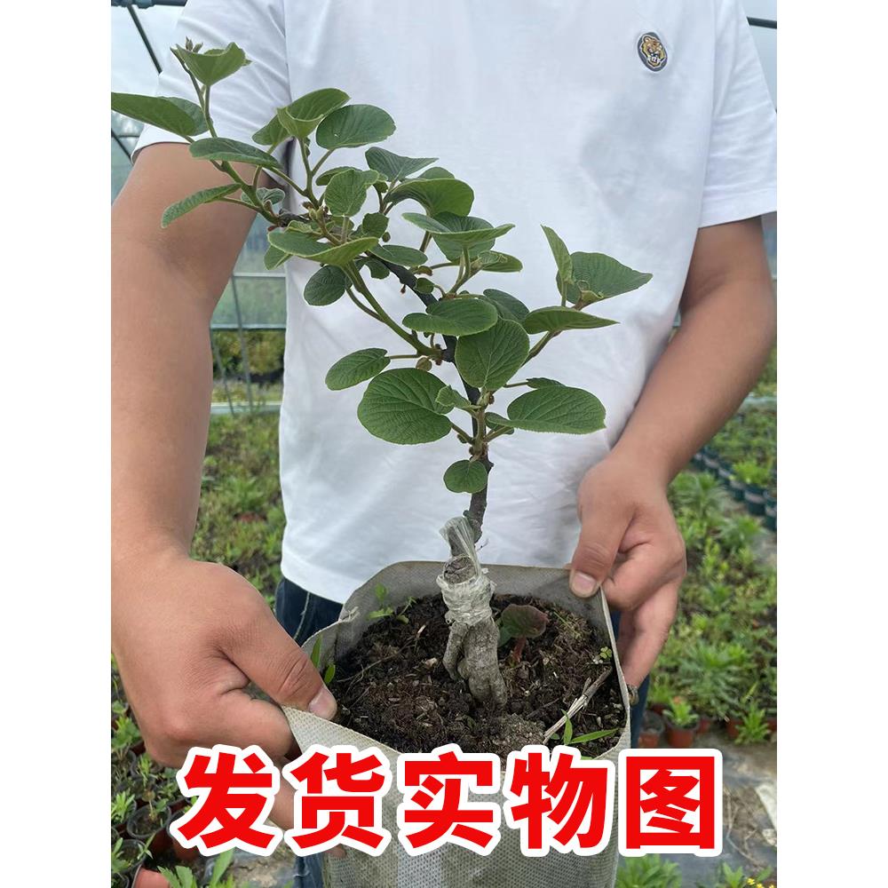 猕猴桃树果苗红心软枣猕猴桃苗徐