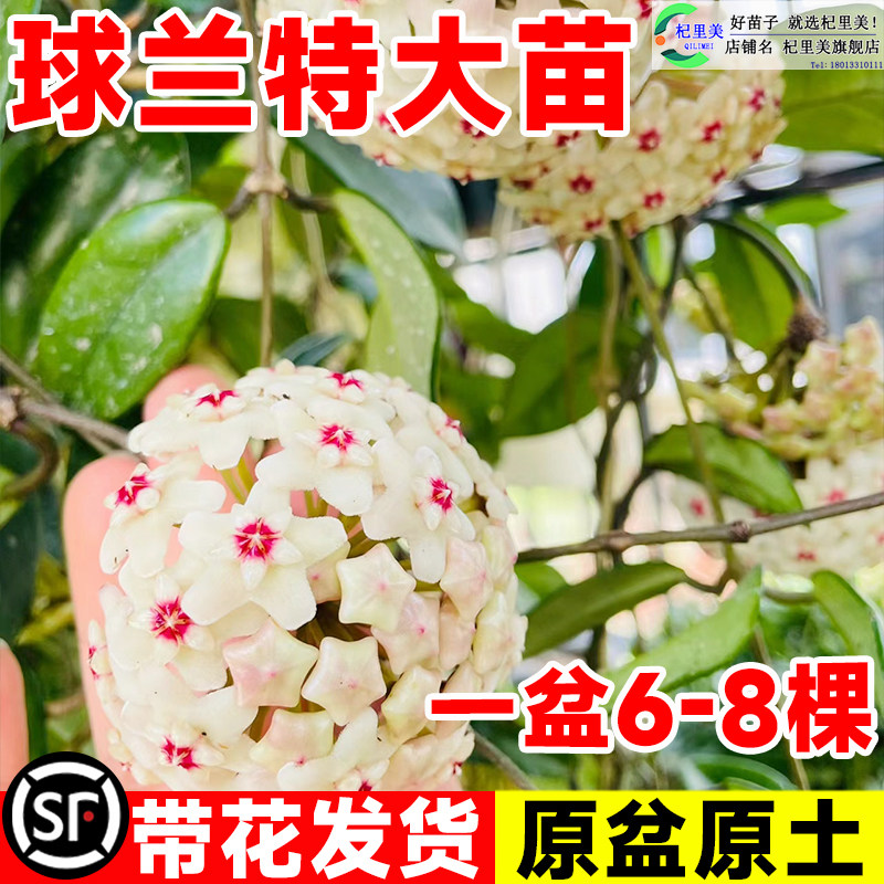 球兰带花大苗羊脂玉球兰花盆栽贝拉卷心叶攀援爬藤植物四季开花卉图片