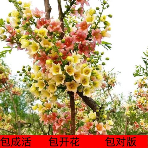 文冠花树苗浓香型盆栽室内外阳台庭院观赏花卉绿植好养多年生植物