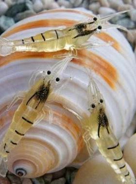 10个一包穿钩孔带钩小虾草虾仿真虾4cm路亚专用软假虾仿生纹鱼饵