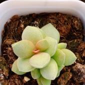 叶片 叶插苗 哈默进口 乒乓板水泡多肉 多肉水泡 一物一拍