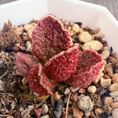 专拍90个品种水泡叶片组合