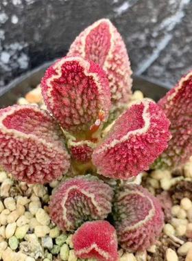 花猪肝水泡多肉 花肝水泡 园艺种59号 叶片 叶插苗  稀有水泡