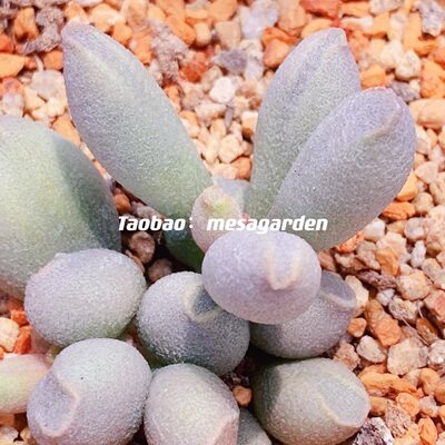 进口多肉植物天锦章属哈密瓜