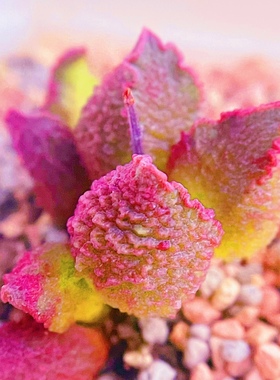 小怪兽水泡 多肉植物 叶片 叶插苗 一物一拍