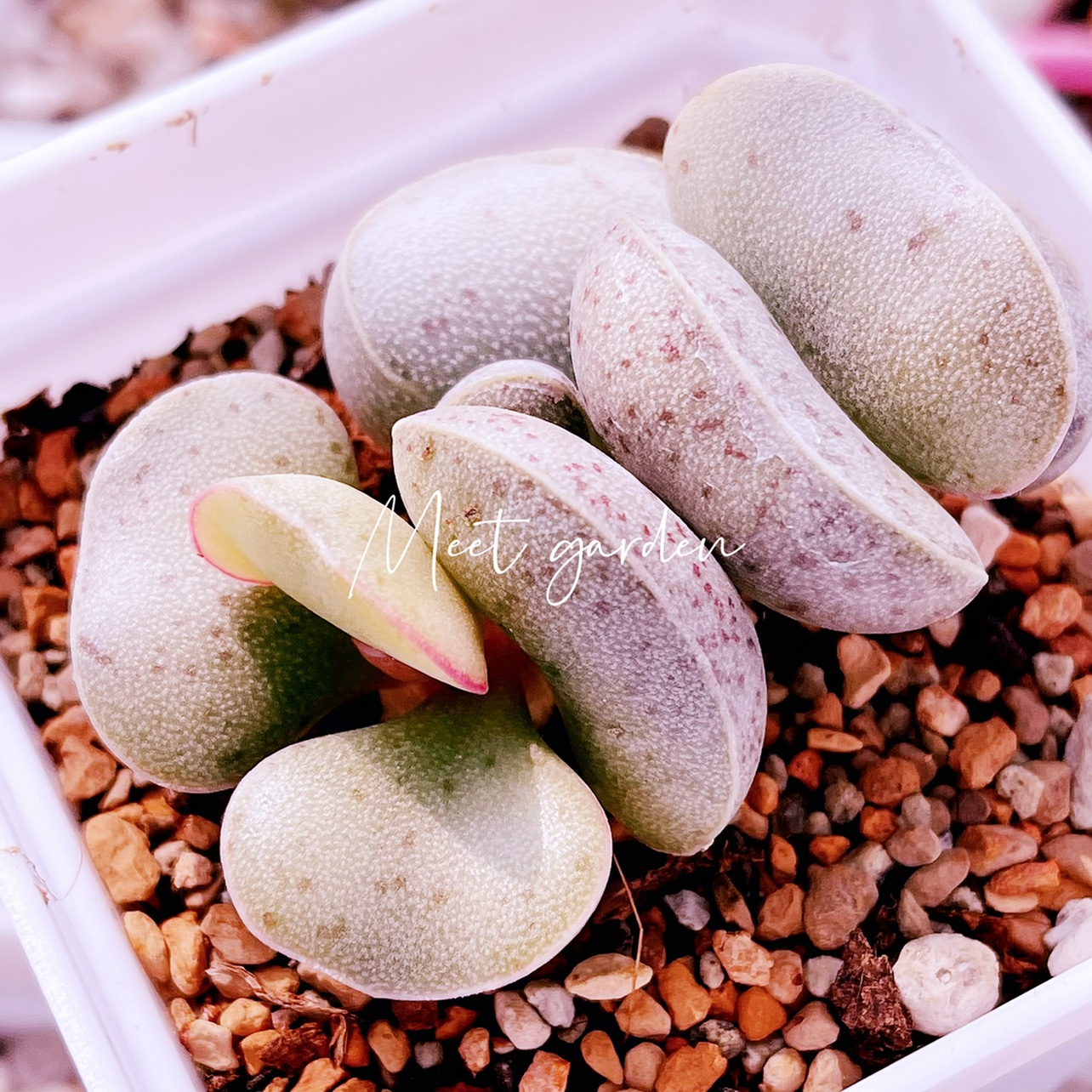 粉蛋 水泡 多肉粉蛋水泡多肉稀有进口多肉植物叶插苗叶片一物一拍