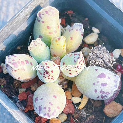 海豹水泡 多肉植物 白肌海豹水泡 叶片 叶插苗 一物一拍