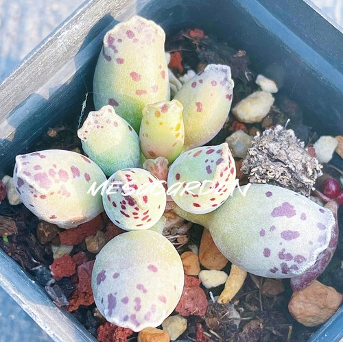 海豹水泡 多肉植物 白肌海豹水泡 叶片 叶插苗 一物一拍