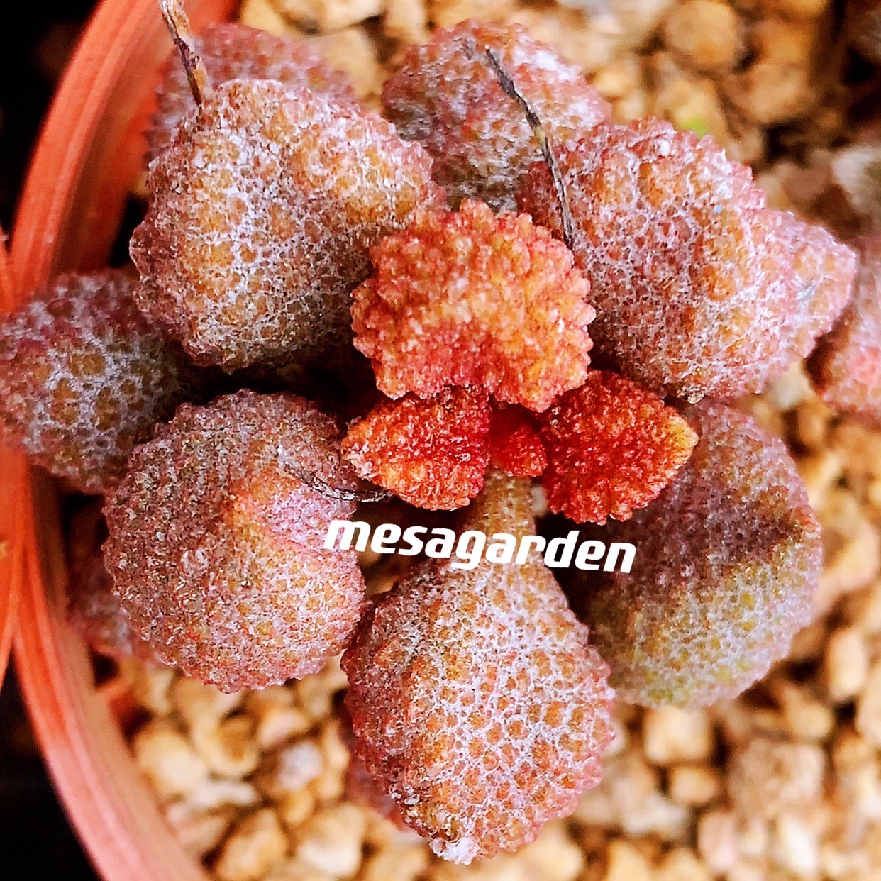 丸子水泡叶片叶插苗进口一物一拍