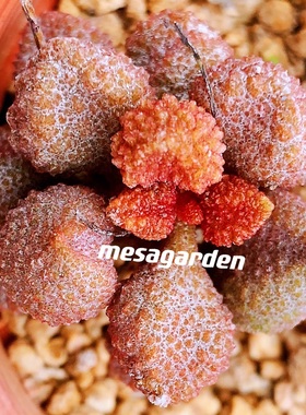 丸子水泡 叶片 叶插苗进口多肉植物稀有丸子水泡 一物一拍