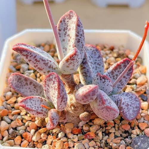 相思水泡 多肉植物 天锦章 奇趣 叶片叶插苗 一物一拍