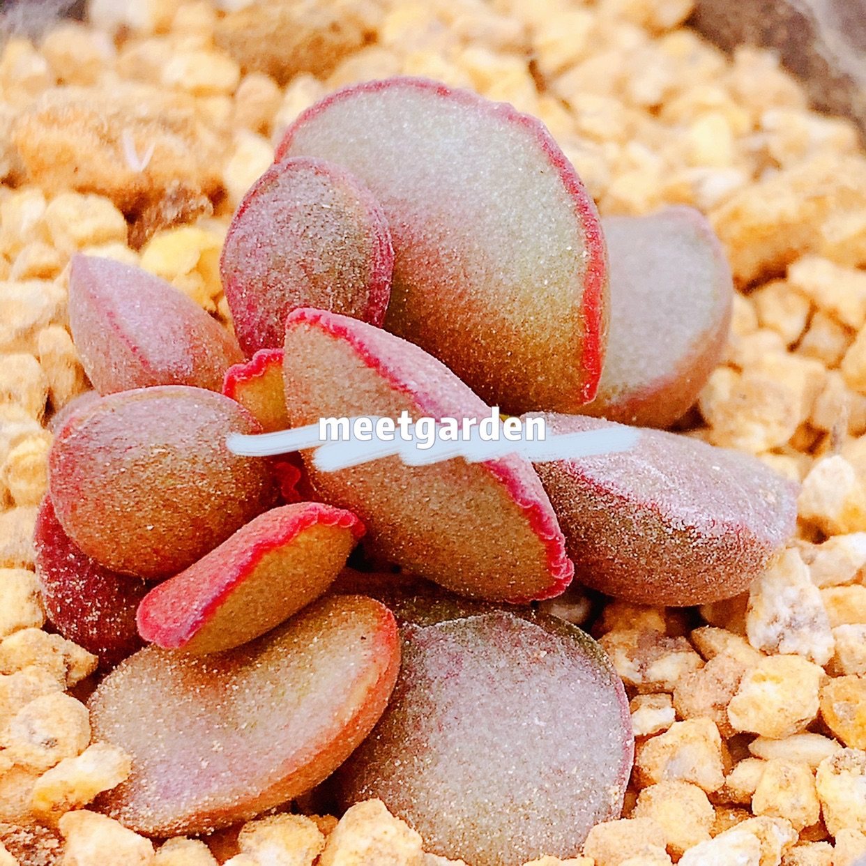 蕾丝红蛋水泡多肉新品园艺水泡叶插苗稀有园艺种多肉植物一物一拍