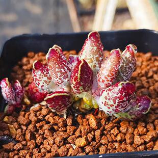 战神海豹水泡多肉 多肉植物 紫海豹水泡 叶片 叶插苗 一物一拍