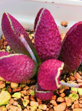 红男爵水泡 多肉植物 叶片 叶插苗 一物一拍 稀有 新品