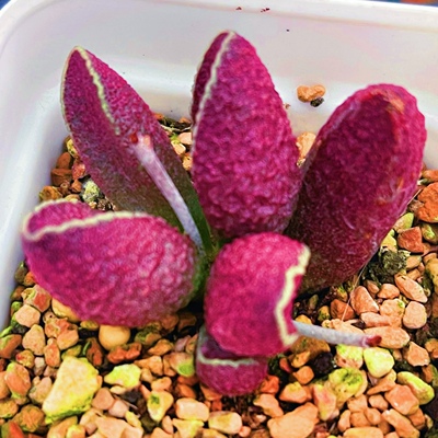 红男爵水泡 多肉植物 叶片 叶插苗 一物一拍 稀有 新品