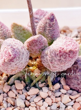 融化纹猪肝水泡 多肉植物 纹猪肝水泡 叶片 叶插苗 一物一拍 新品