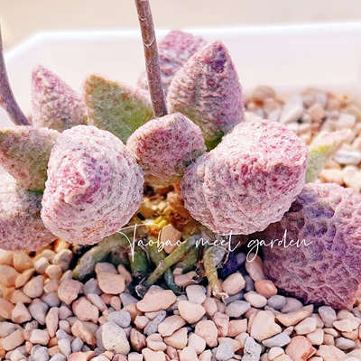 融化纹猪肝水泡 多肉植物 纹猪肝水泡 叶片 叶插苗 一物一拍 新品
