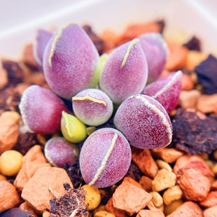 达摩纯紫海豹水泡 多肉植物 天锦章 奇趣 叶片 叶插苗 一物一拍