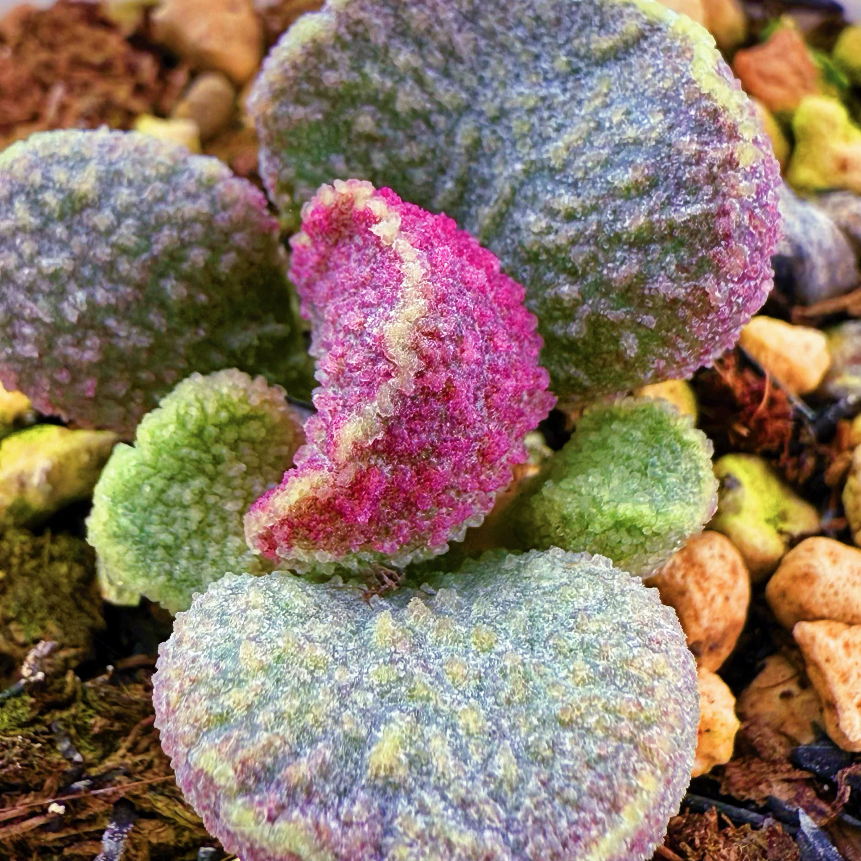 须弥水泡 实生 多肉植物 天锦章 奇趣 叶片 叶插苗 一物一拍