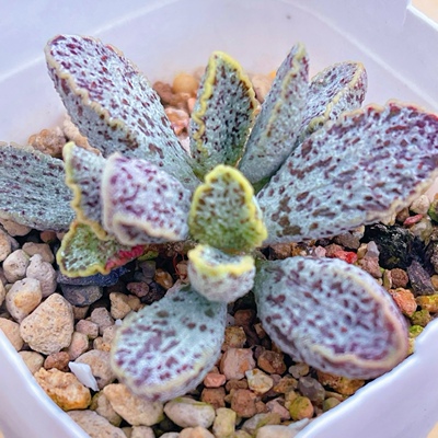 花岗岩水泡 多肉植物 天锦章 奇趣 叶片 叶插苗 一物一拍