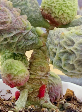 倒刺冰淇淋水泡 多肉植物 天锦章 奇趣 叶片 叶插苗 一物一拍
