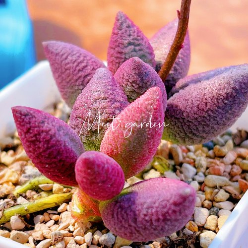 少女心水泡 57号 多肉植物 正版 叶片 叶插苗 一物一拍 贵货水泡