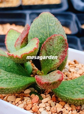 爱丽斯 爱丽丝水泡 多肉植物 园艺种 叶片 叶插苗 一物一拍