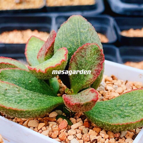 多肉植物园艺水泡叶片一物一拍