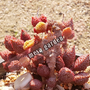 火珊瑚水泡 火珊瑚水泡多肉 叶片 叶插苗 正版