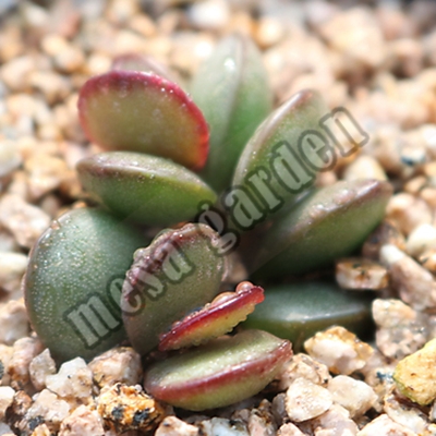 红唇水泡叶片叶插水泡一物一拍