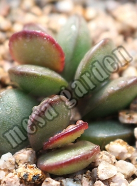 红唇水泡 叶片 叶插 铜锣烧水泡 汉堡水泡 红唇水泡多肉 一物一拍