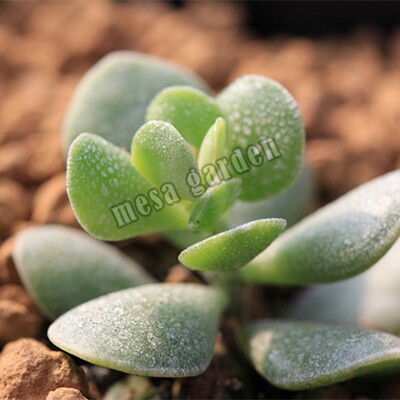 龟裂纹水泡多肉 龟裂纹水泡 叶片 叶插苗 圆叶龟裂纹 一物一拍