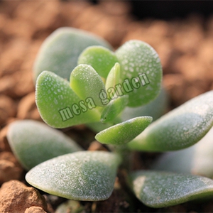 龟裂纹水泡多肉 龟裂纹水泡 叶片 叶插苗 圆叶龟裂纹 一物一拍