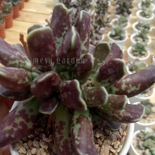 奶牛斑紫库伯水泡多肉 叶片 叶插苗 哈默进口 水泡 一物一拍