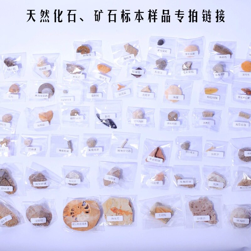 天然古生物化石标本矿石标本样品合集多品种地质标本原石头样品